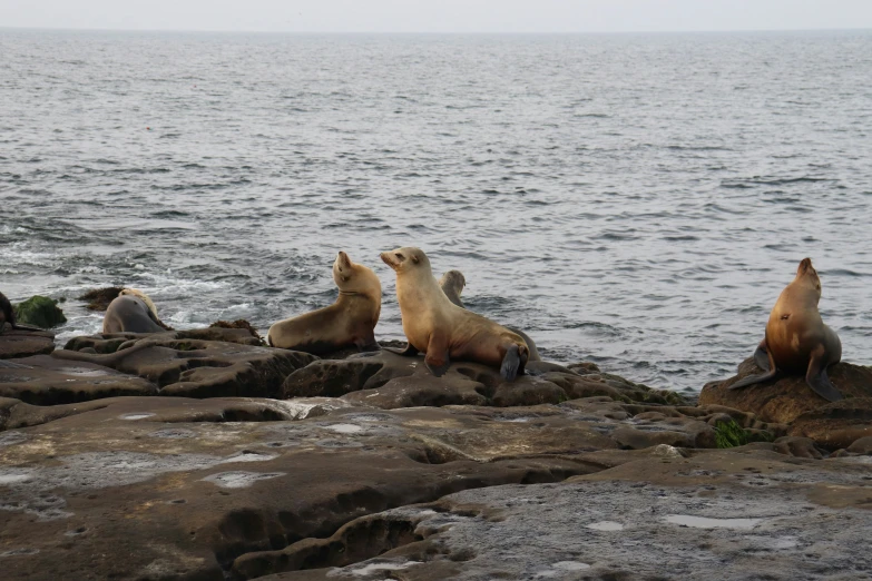 four sea lions sitting on rocks looking out into the ocean