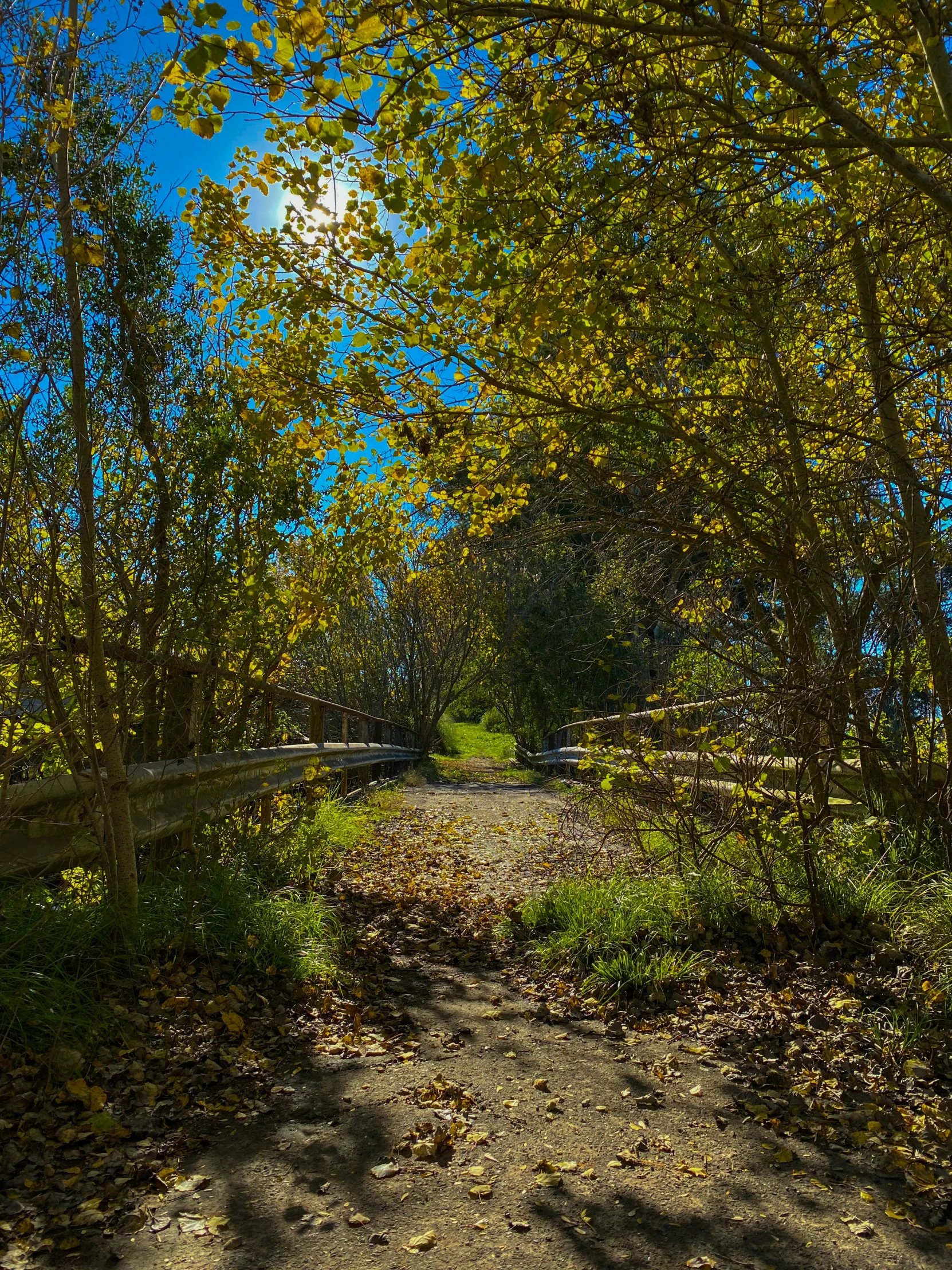 a path in the woods with trees lining it