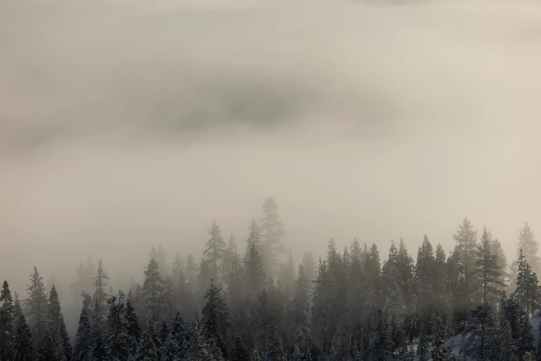 a foggy forest on a snowy mountain with pine trees