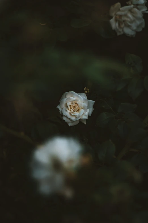 a close up of a flower and plants