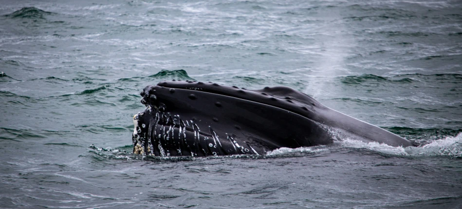 a whale is jumping in the air over the water