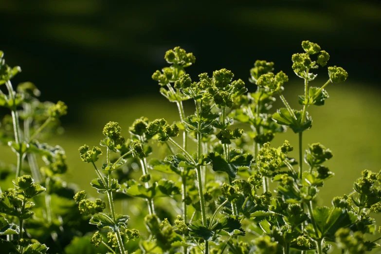 a small plant in a big field of grass