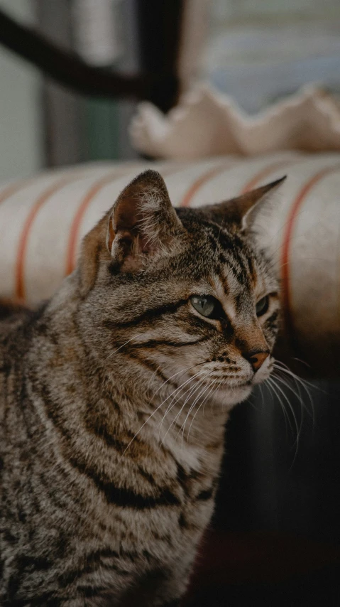 cat laying on sofa, with head turned toward soing