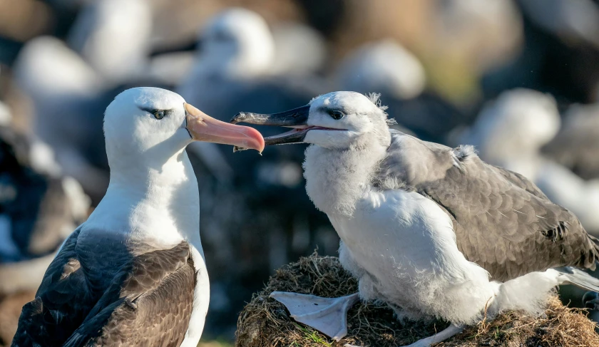 two seagulls stand and talk with their mouths open