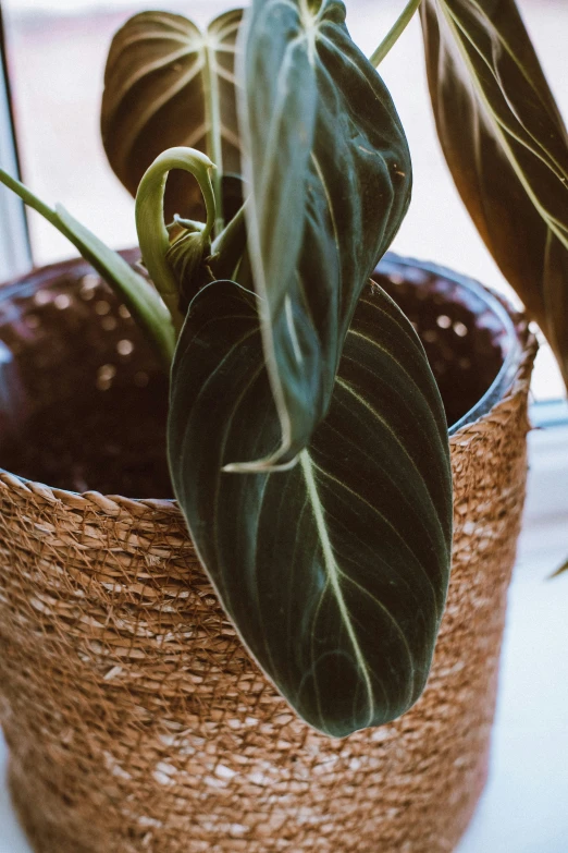 the plant is growing out of the pot in the window sill