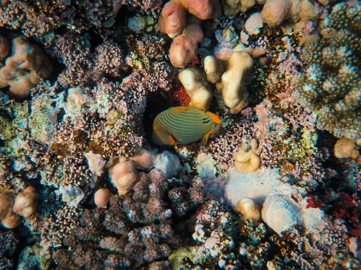 colorful corals and coral sea anemones amongst algae