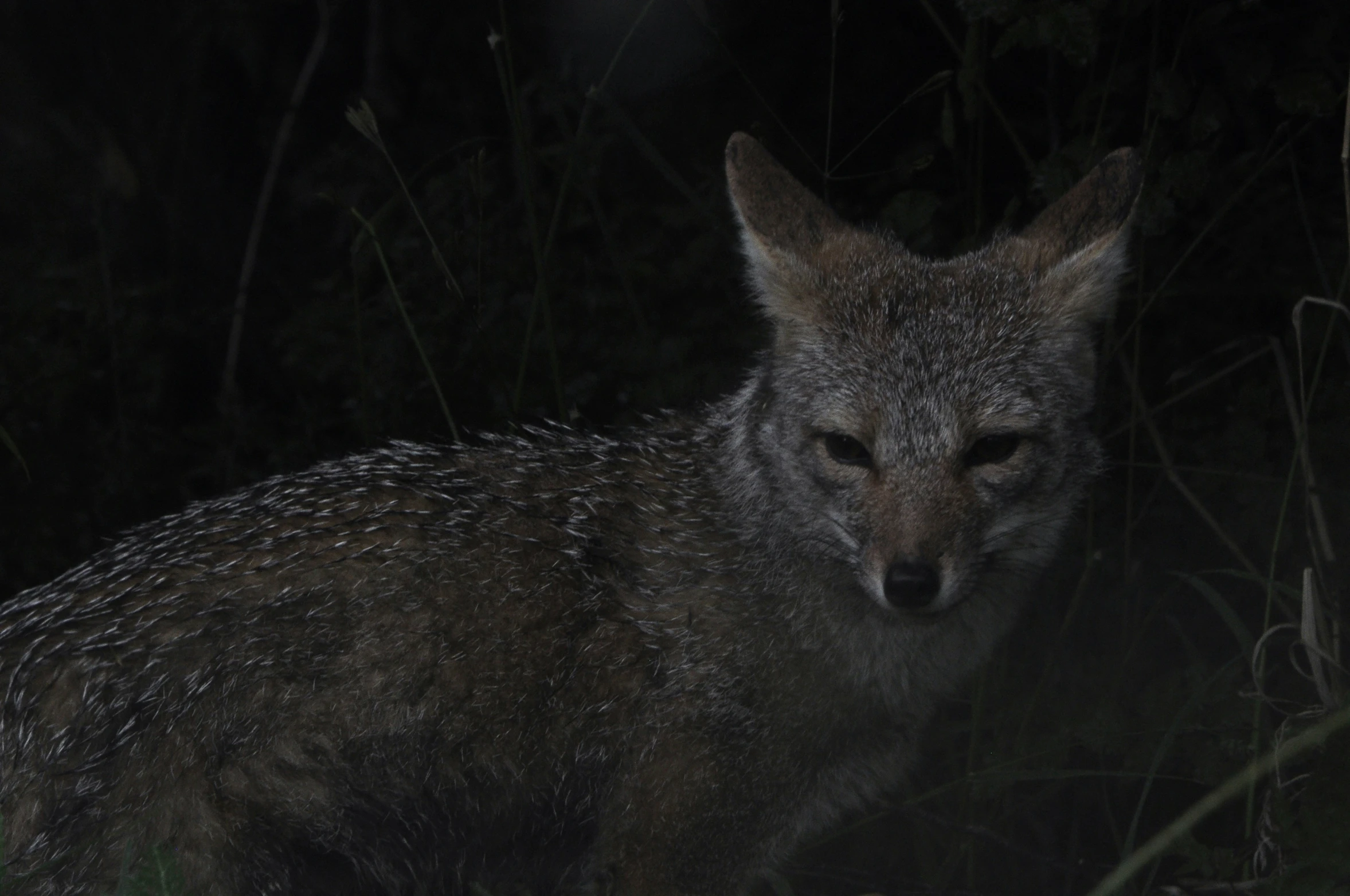 a fox staring at the camera during the night