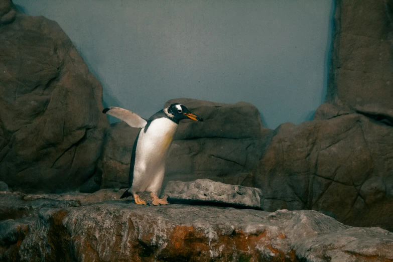 a penguin stands on the rocks next to a rock wall