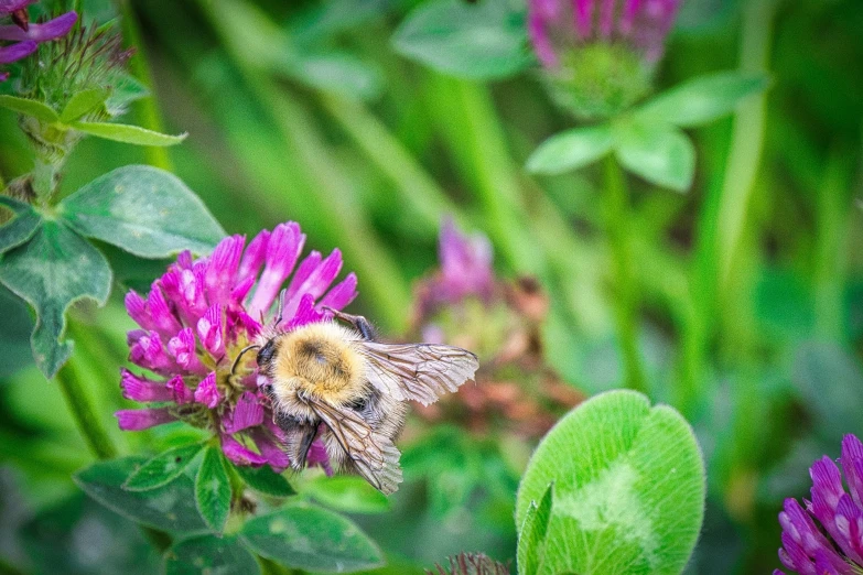 a bee that is on a pink flower