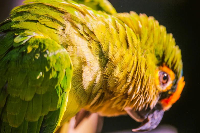 this parrot is green and red with yellow feathers