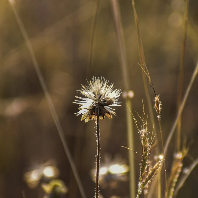 closeup of the flowers and grass with sunshine coming through the leaves