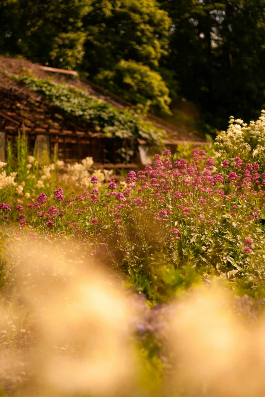 the garden has flowers in bloom near a house