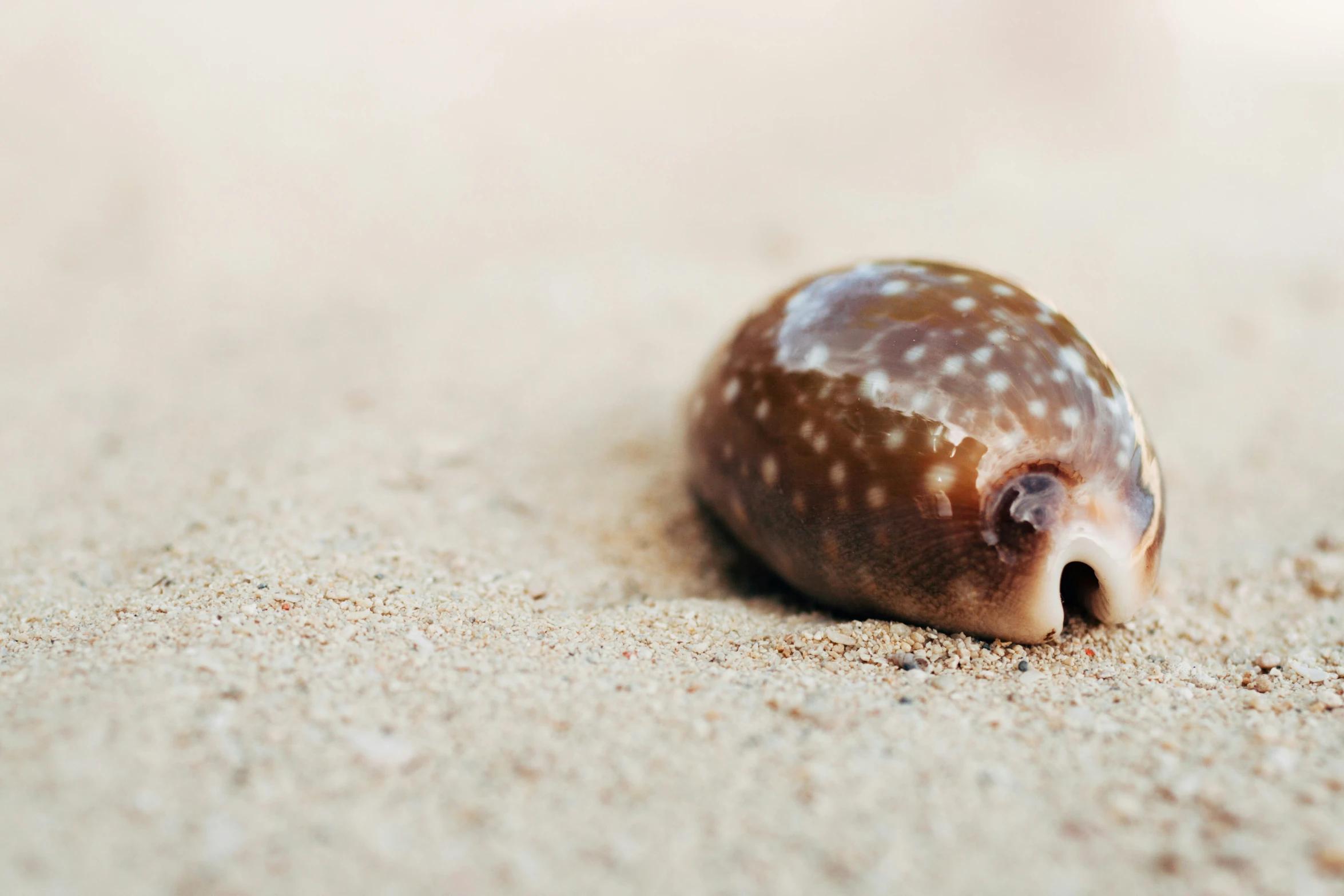 a single shell on a sandy beach covered in sand