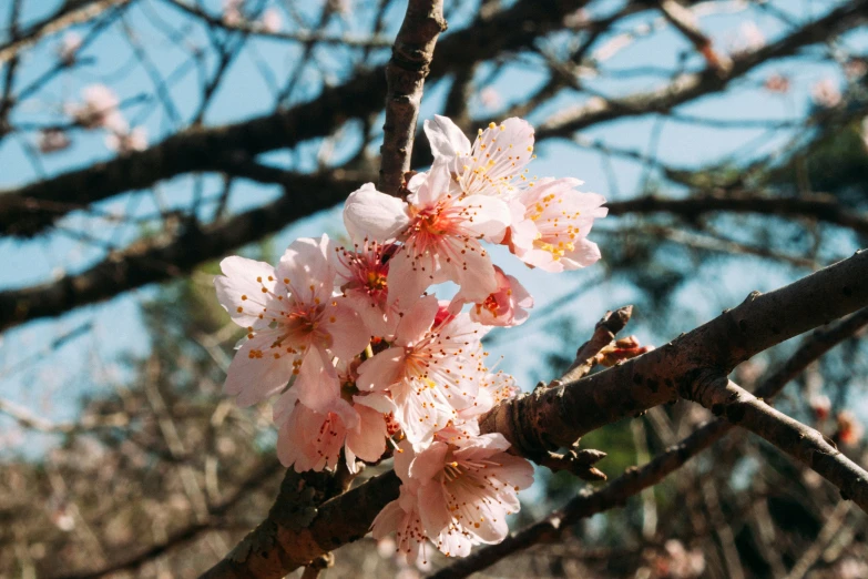 peach blossoms on tree nch with sky background