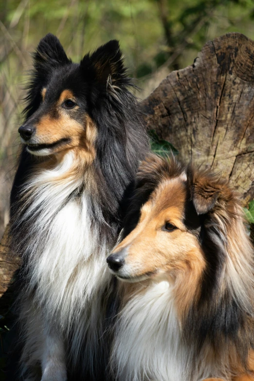 two collies sitting side by side in the woods