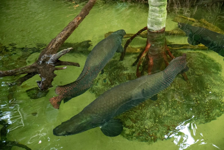 several fish floating in water on a algae covered ground