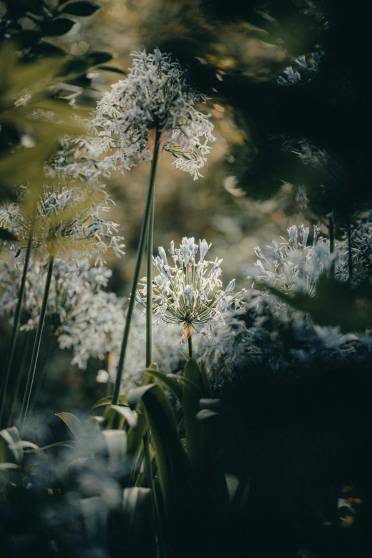 several wild flowers, some white with green stems, in a forest setting