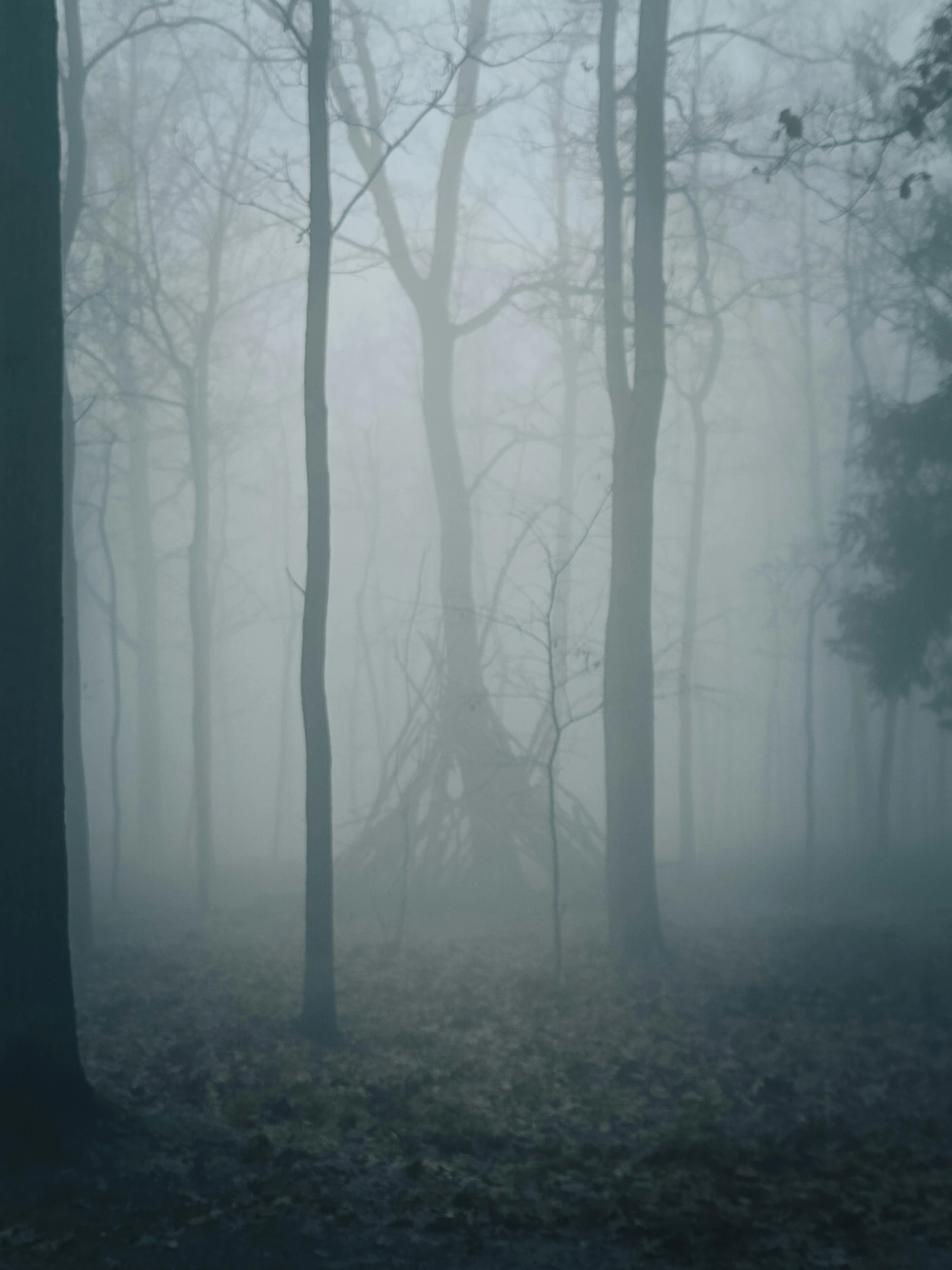 the woods are foggy and there is no image to describe