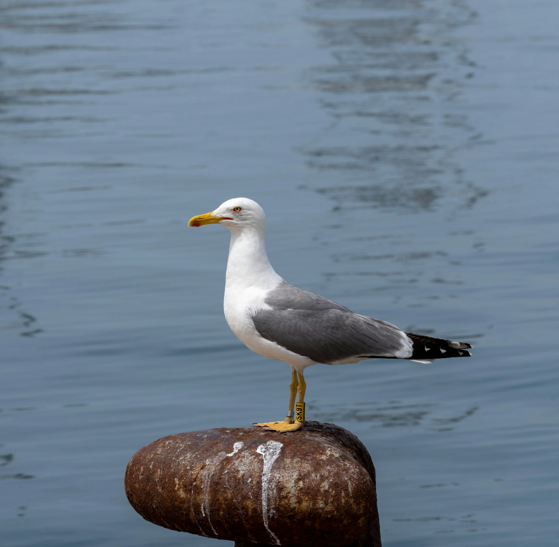 a seagull standing on a pole overlooking the water