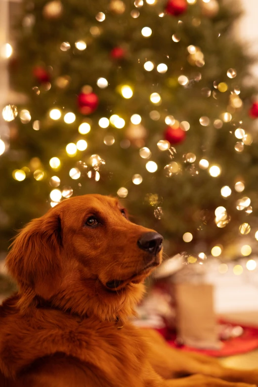 a dog sitting under a christmas tree in a living room