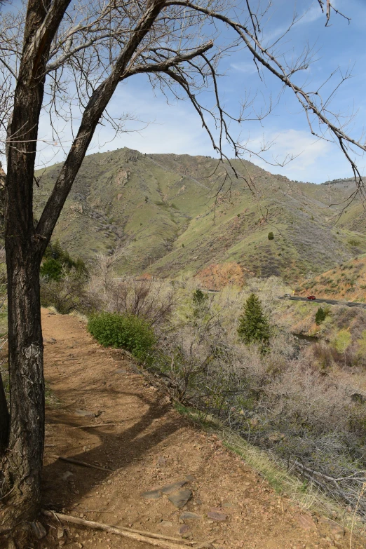 view of barren trees and mountains in the distance