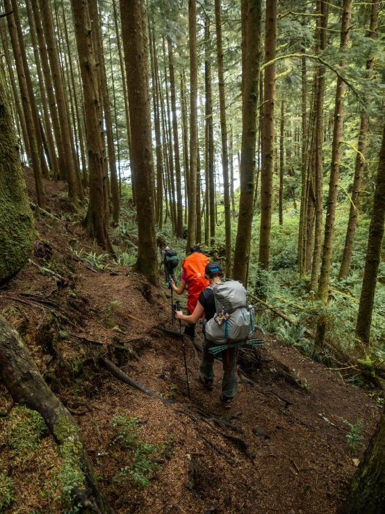 two hikers hiking up the path in a forest