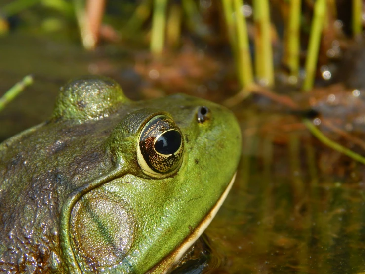 a frog is looking into the camera on water