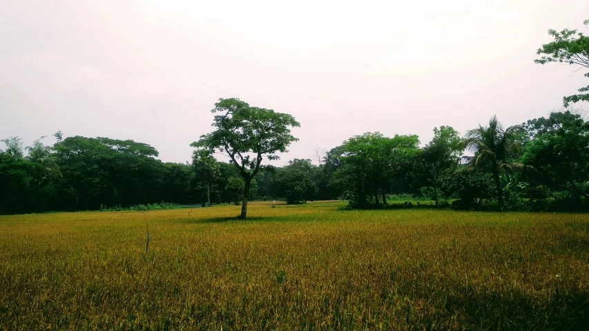 a po of an open field with trees