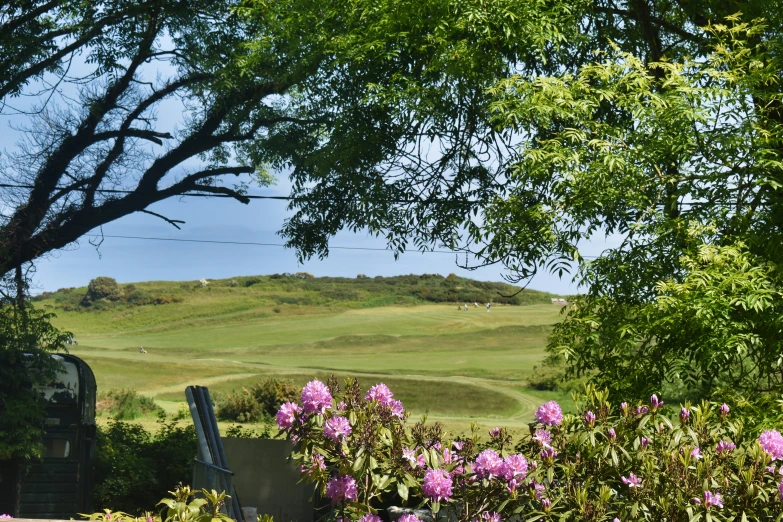 a view from behind a tree of a hilly golf course