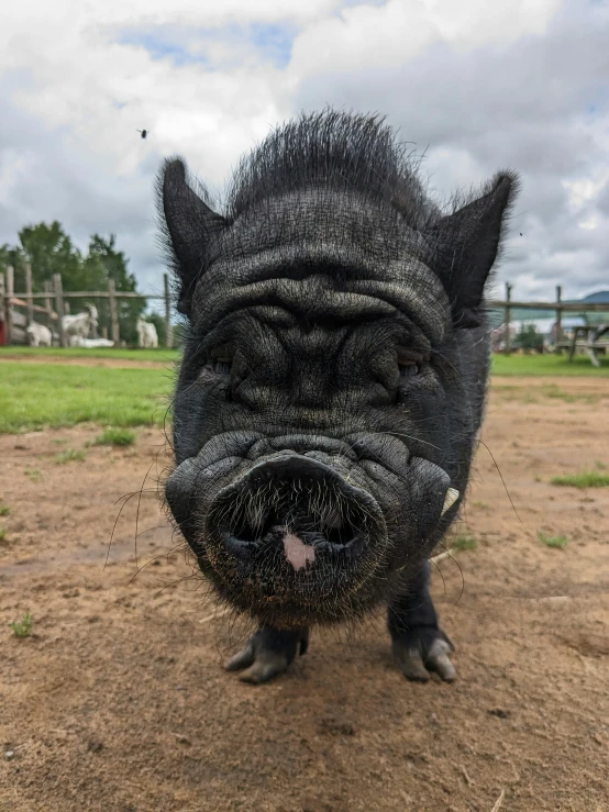 an animal's head that is very creepy