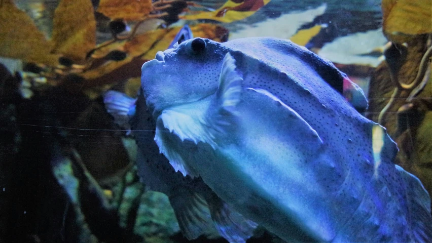 blue fish with an open mouth surrounded by leafy green plants