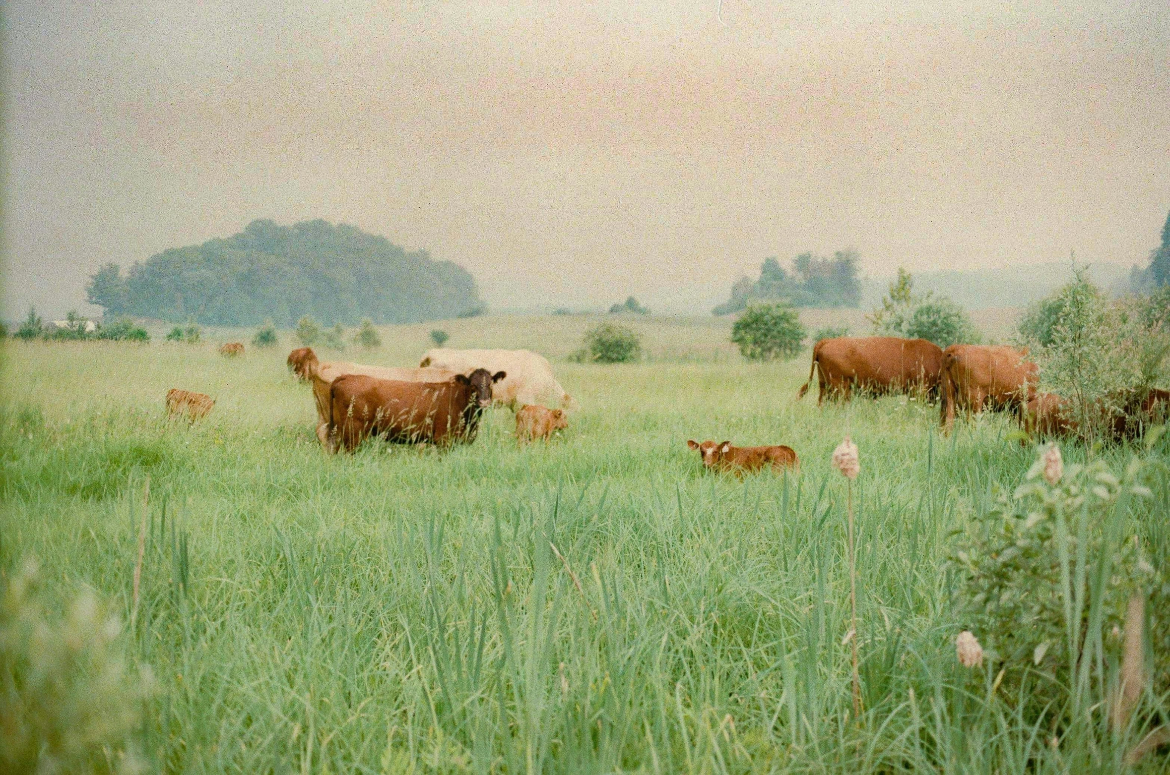 the po shows many animals and sheep in a meadow