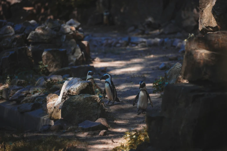 two penguins are standing around in the woods