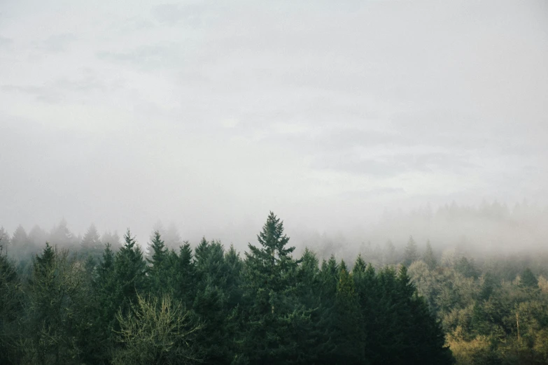 a field with trees, fog, and a train