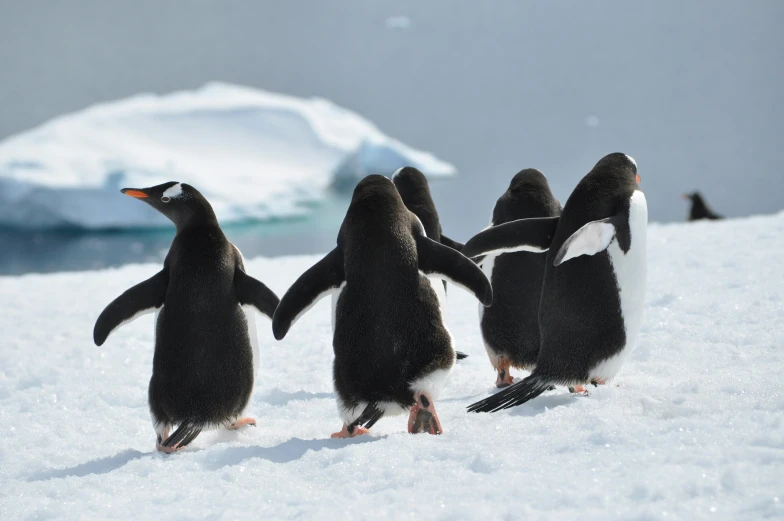 three penguins walking in the snow with an iceberg in the background