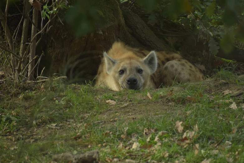there is a hyena that looks at the camera