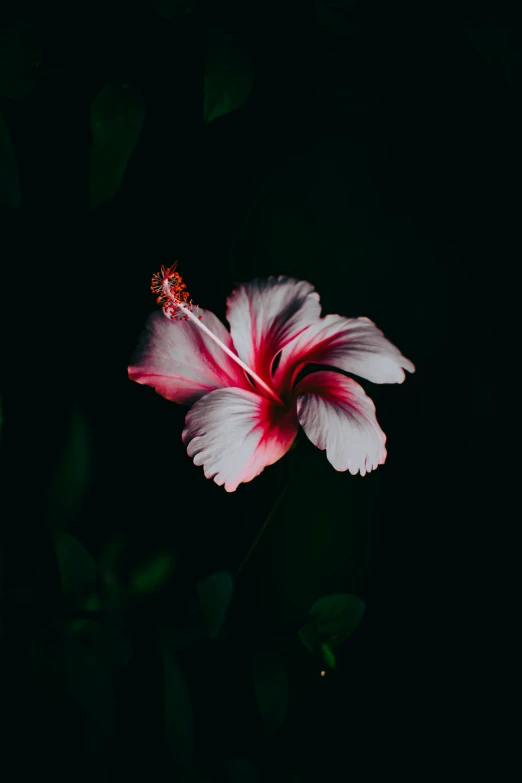 a pink flower sitting on top of a green tree