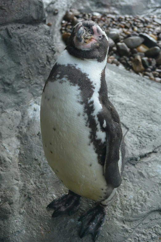 a close up of a penguin standing on a rock