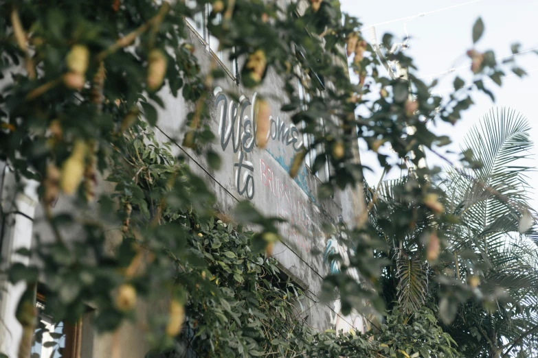 trees on the side of an empty building