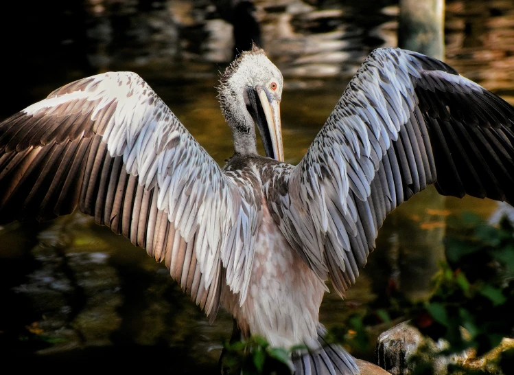 a pelican is sitting on a rock and flapping its wings