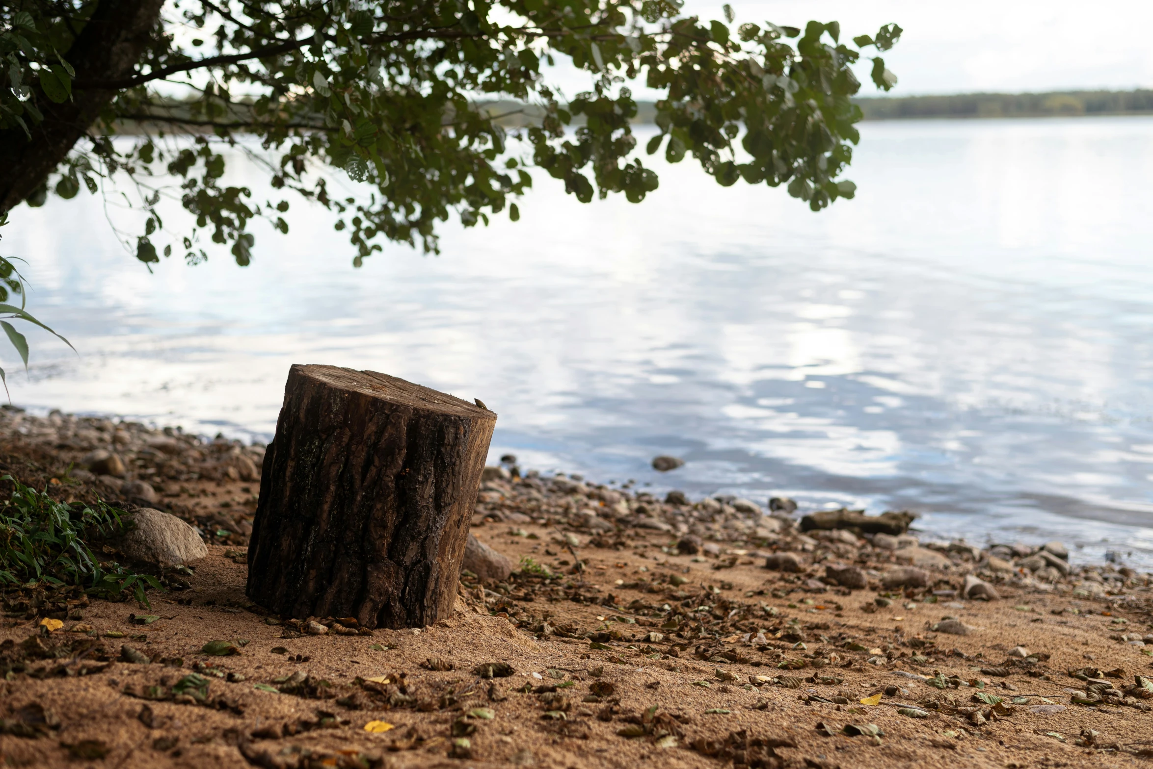 a tree stump by the shore with water in background