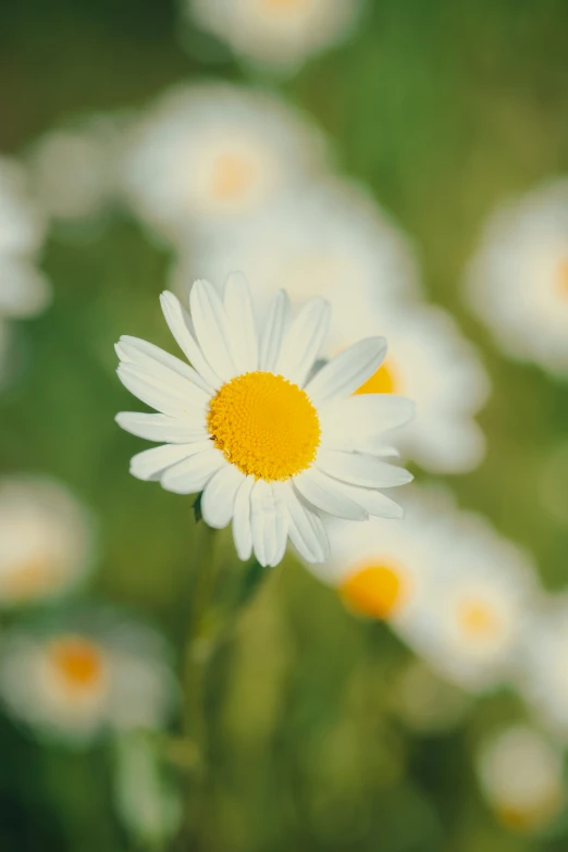 some pretty white and yellow flowers near some green leaves