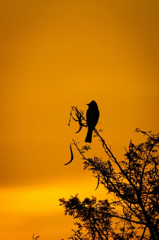 the bird sits in a tree silhouetted by a sky