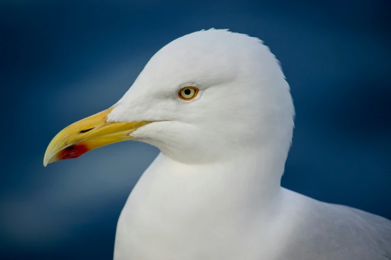 a large white bird with a red beak