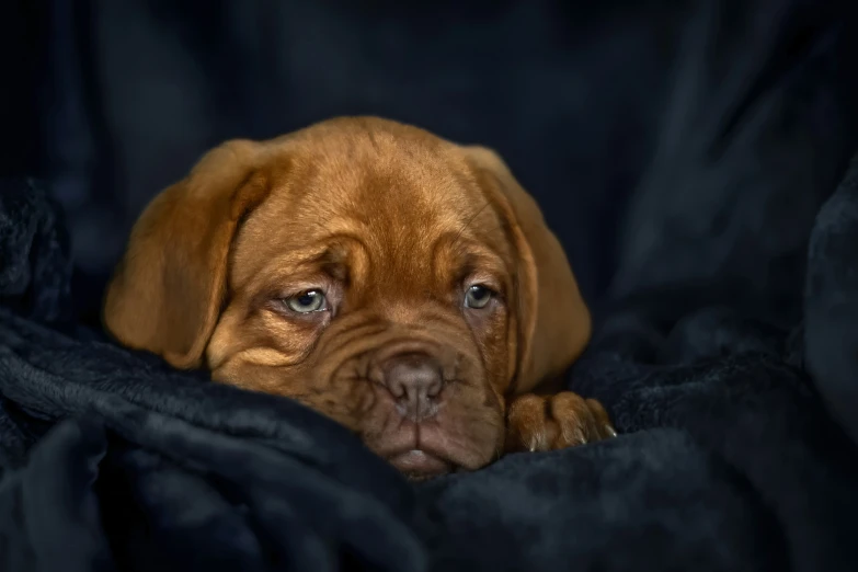 a dog laying down with its head under the covers