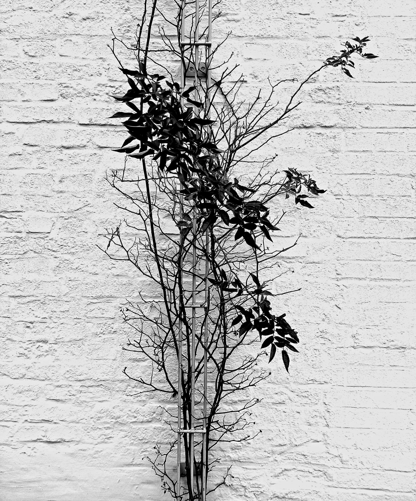 a black and white pograph of a tree in winter