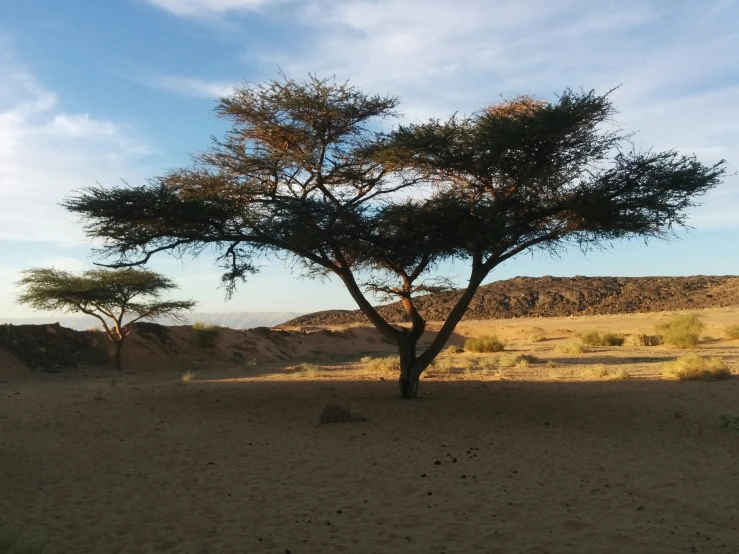 a small tree stands in a sandy landscape