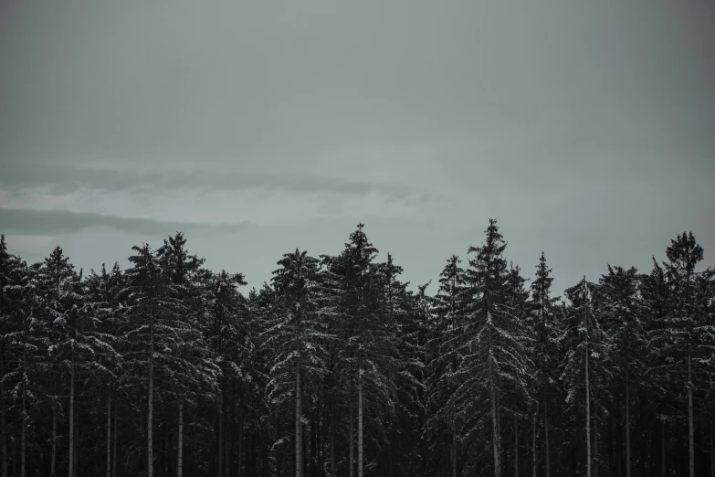 an over head s of a snow covered forest