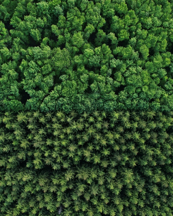 trees top down view with very little detail