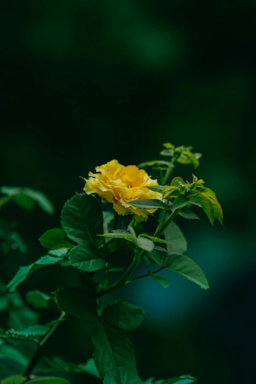 the bright yellow flower with green leaves looks lovely